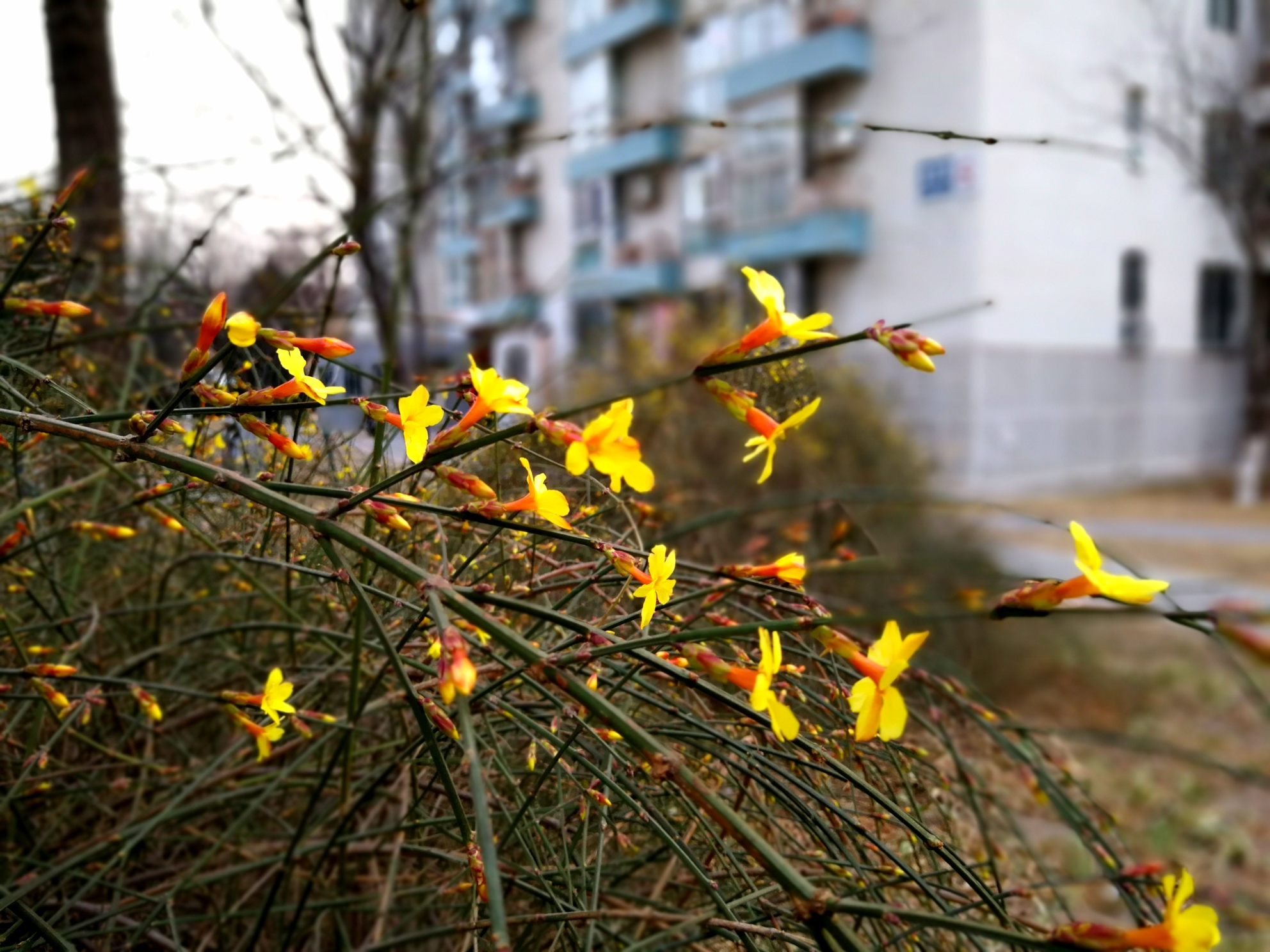 迎春花