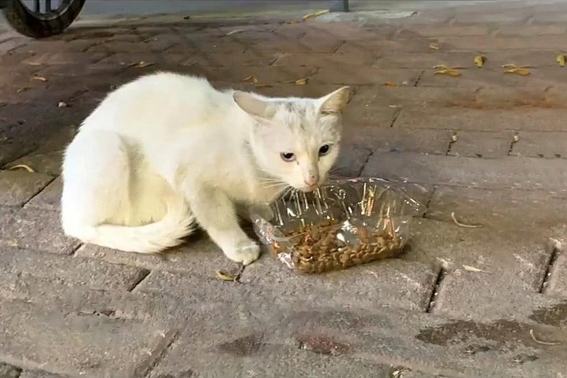 首发小区里的流浪猫