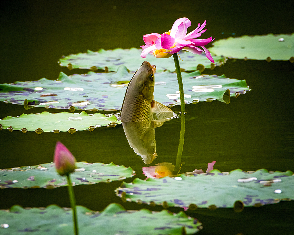 蜜蜂,水珠,鱼,荷花