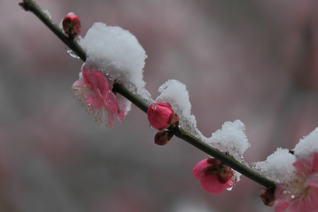 梅花 雪花作者/佚名制作/善良朗诵/善良