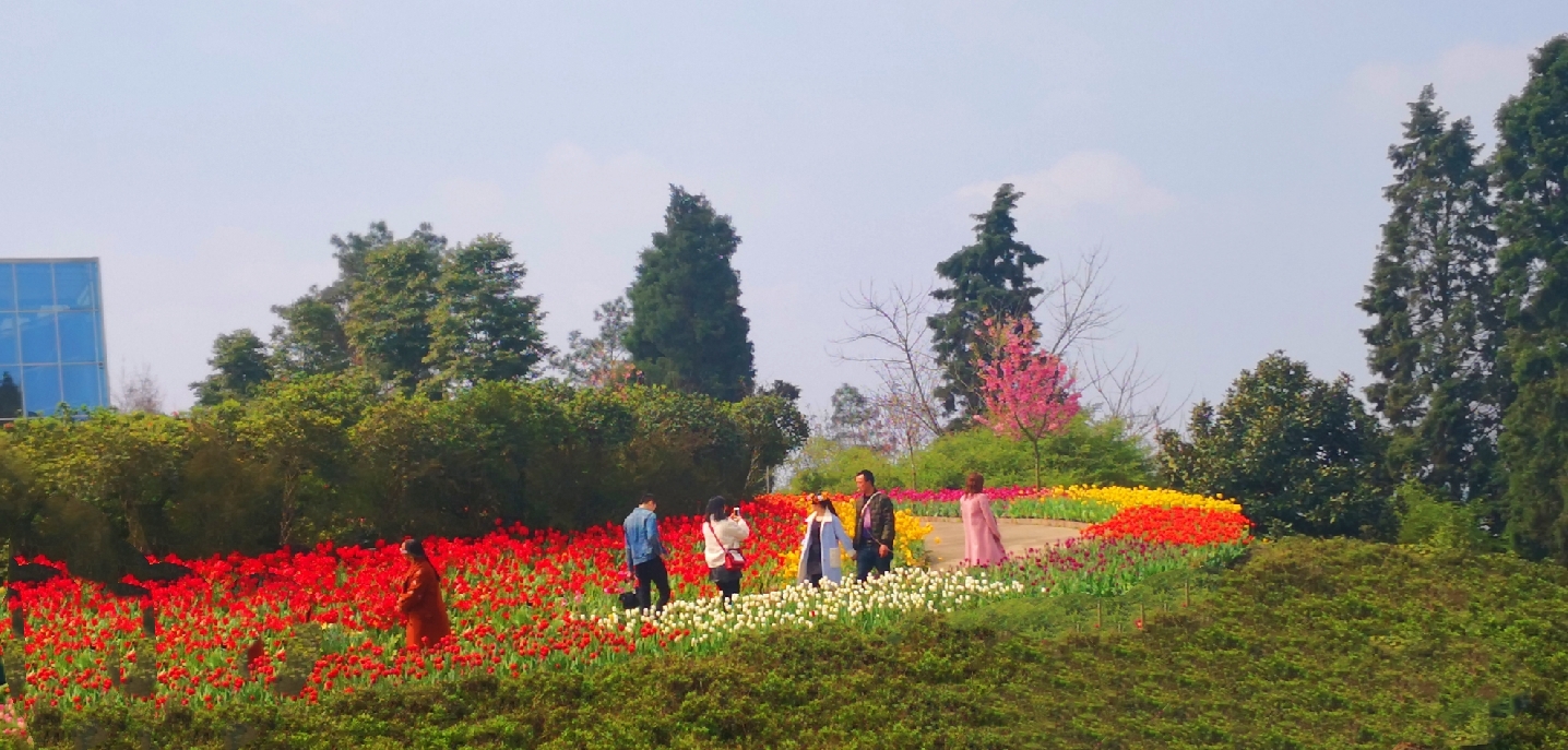 姹紫嫣红总是春(新津花舞人间国家aaaa风景区)2019.3.9.