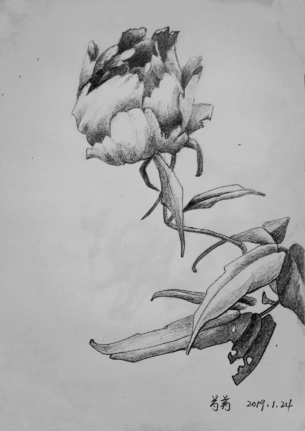 花卉素描(21幅)