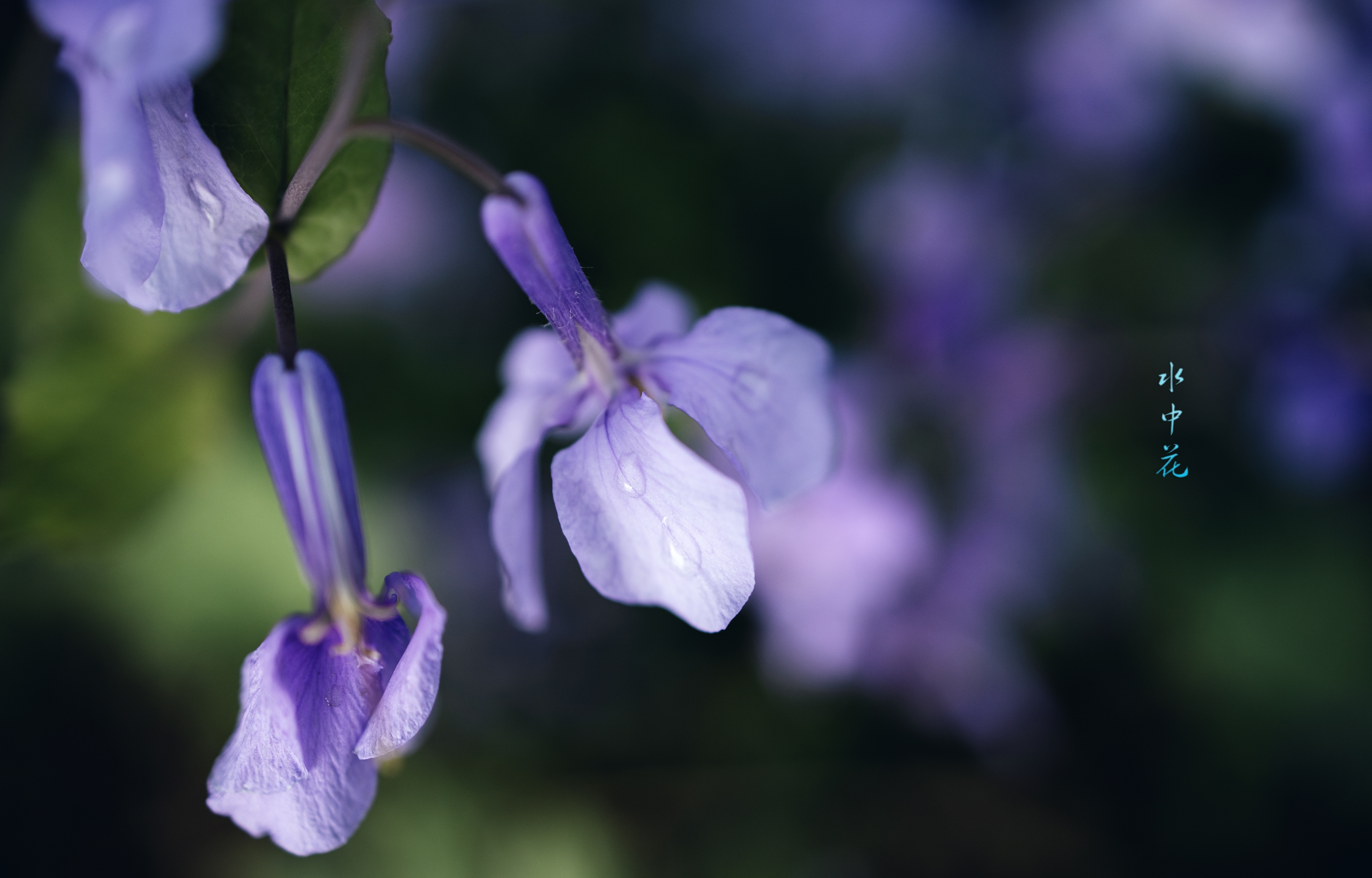 水中花 