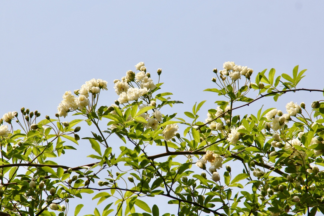 她叫木香花, 如皋人喜呼她"木匠花""木蔷花"?