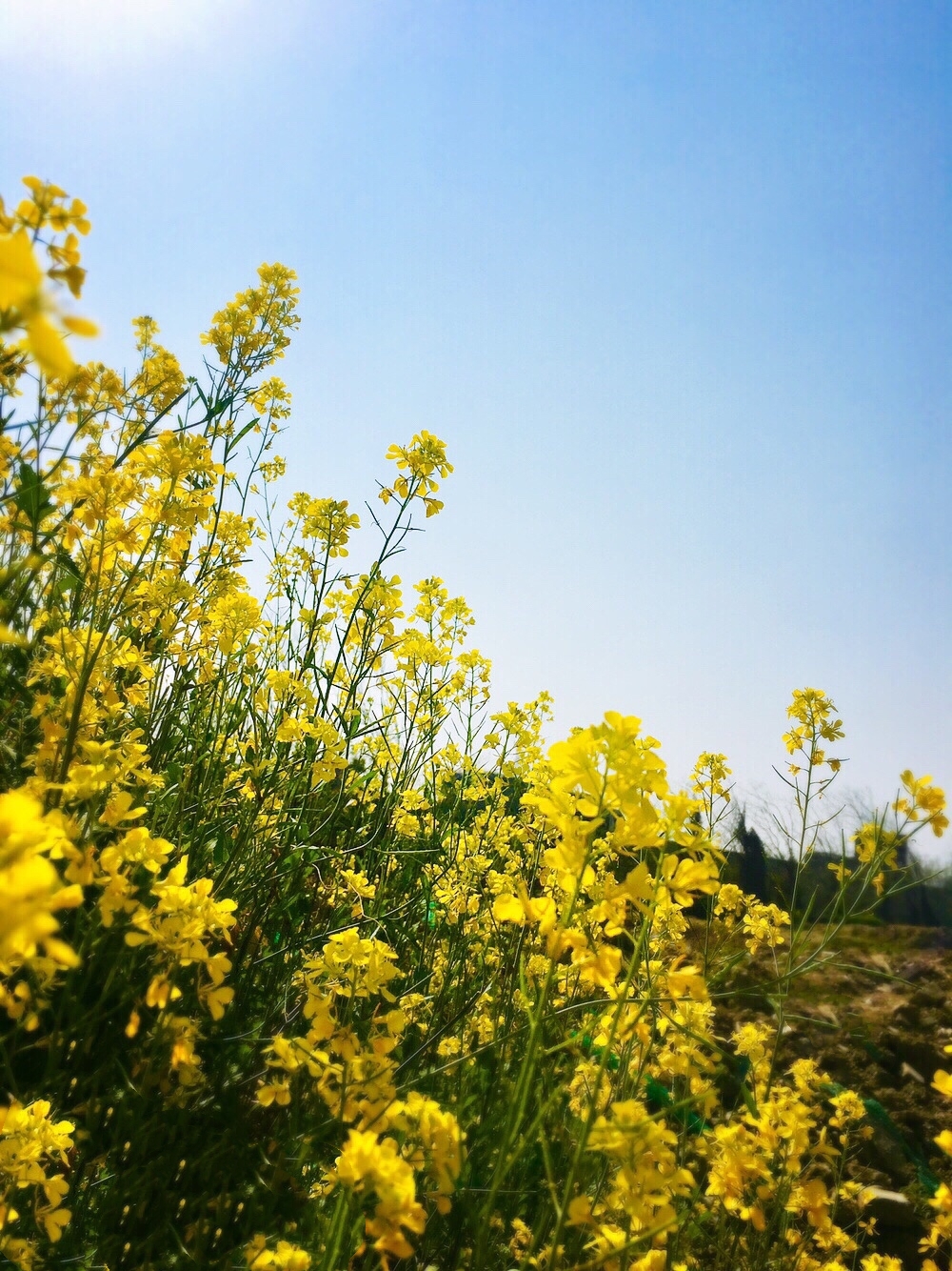 儿童诗歌《油菜花》