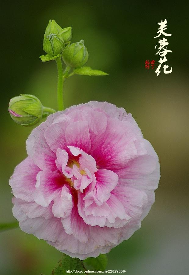 十二月花次第开