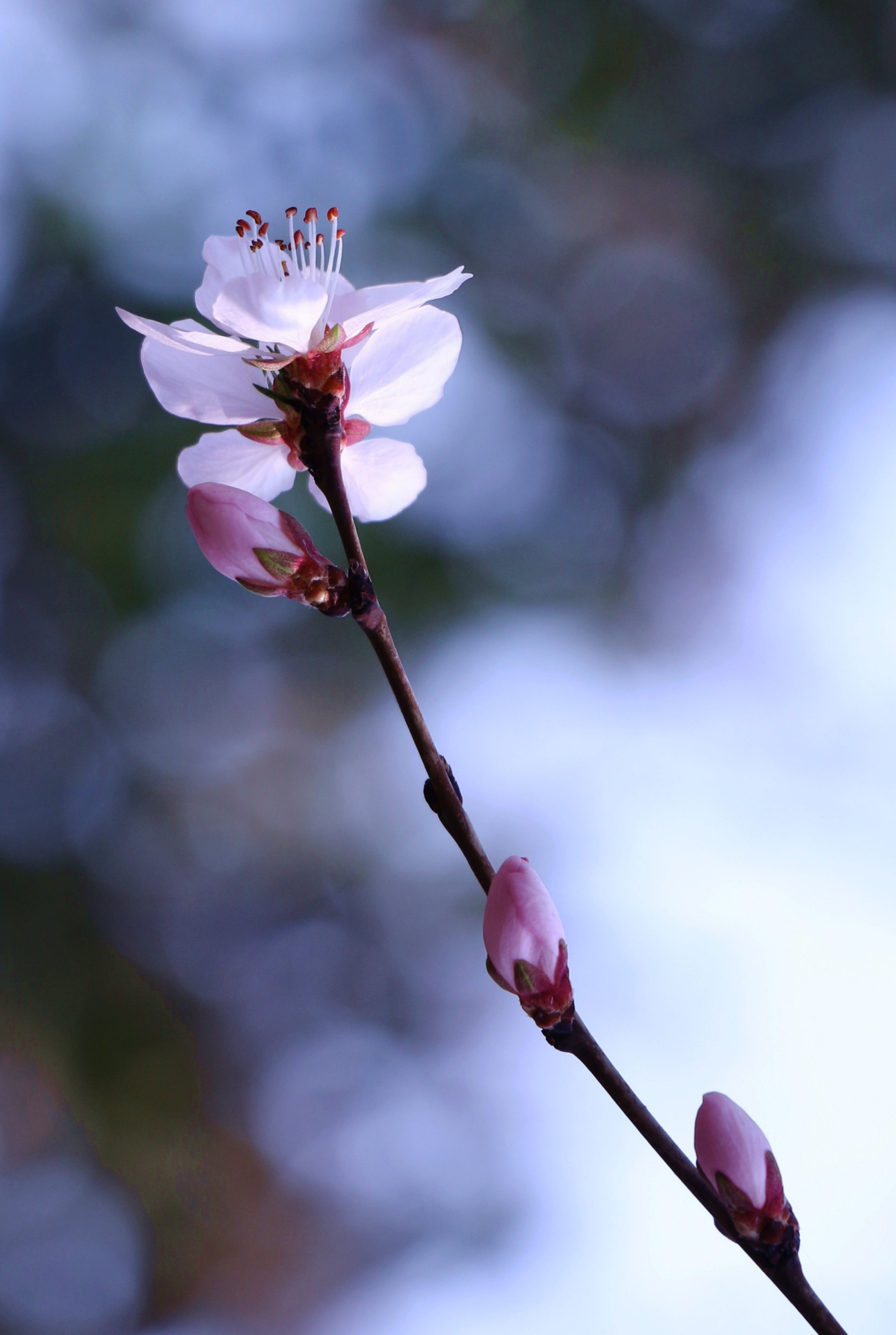 大林寺桃花