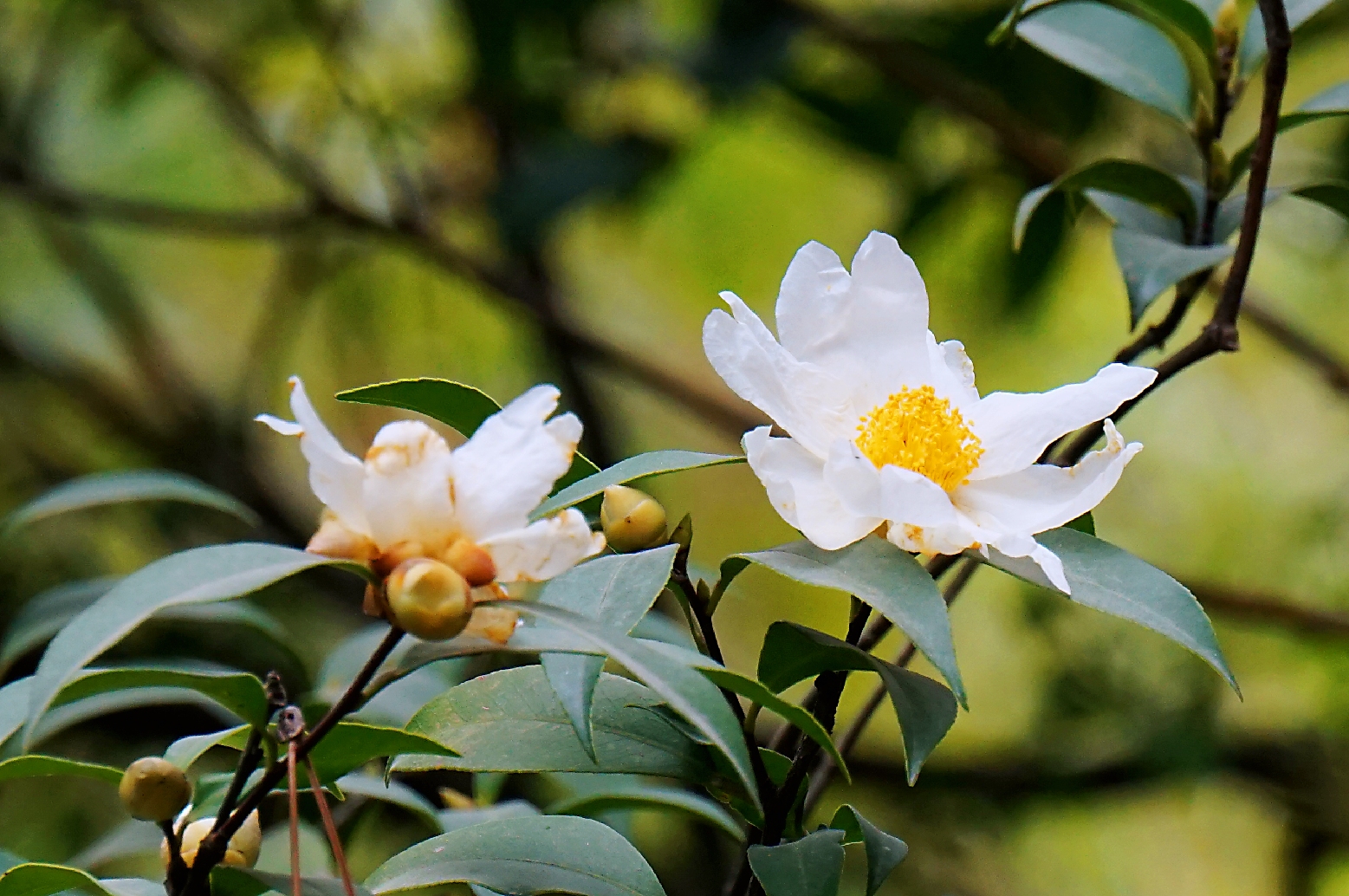 冬日里的茶树花(首发)