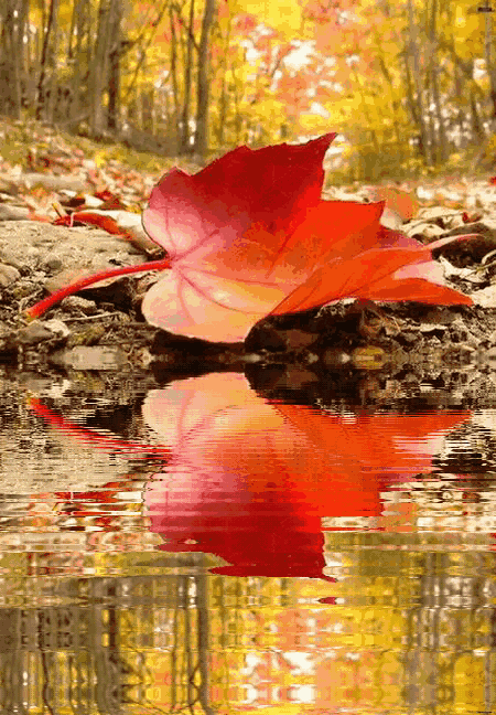 繁华待尽,花落秋深