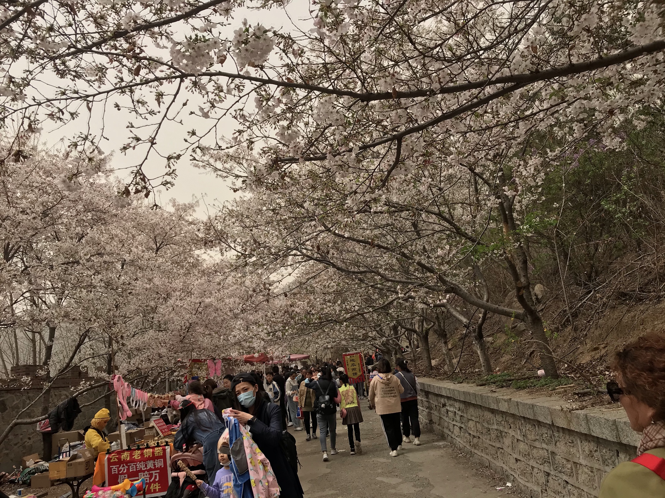 滨州邹平樱花山,如云似霞花烂漫