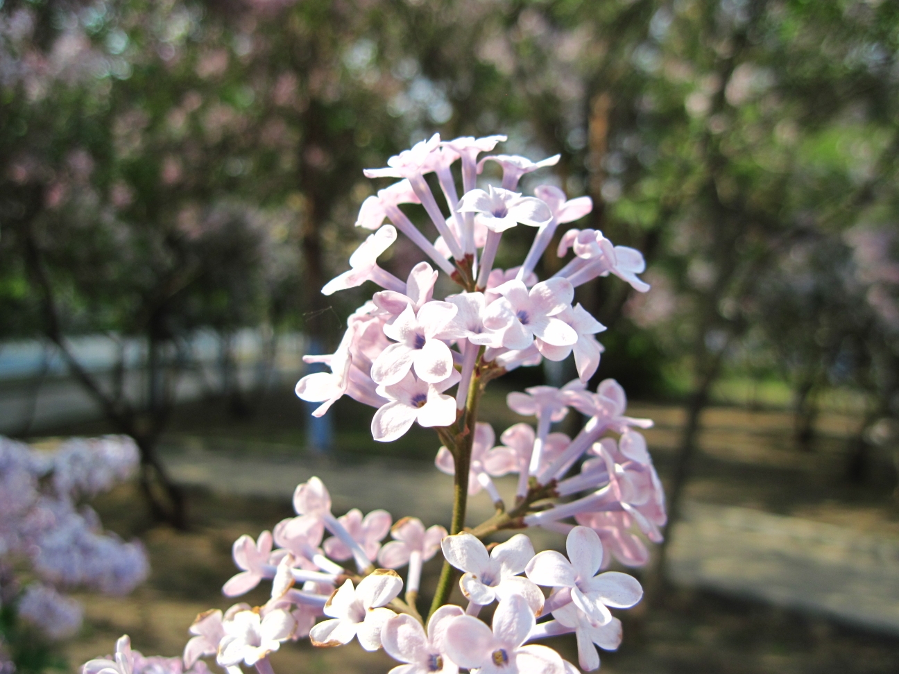 很难找的丁香花