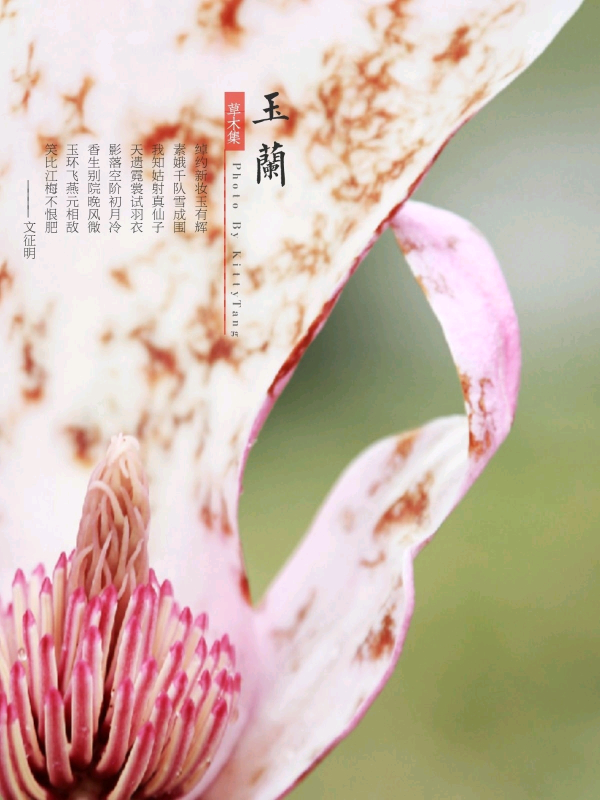 玉兰花裹着"真挚,高洁"的花语 溢满清香如兰的芬芳.