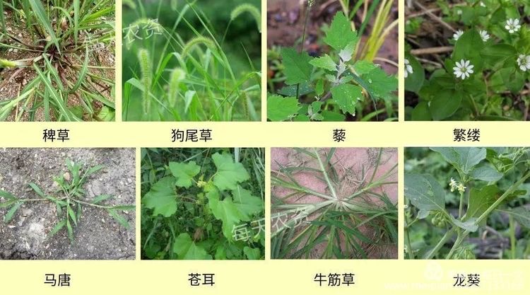 立奇立合玉米田除草剂能够防治多种一年生禾本科和部分阔叶科杂草,是