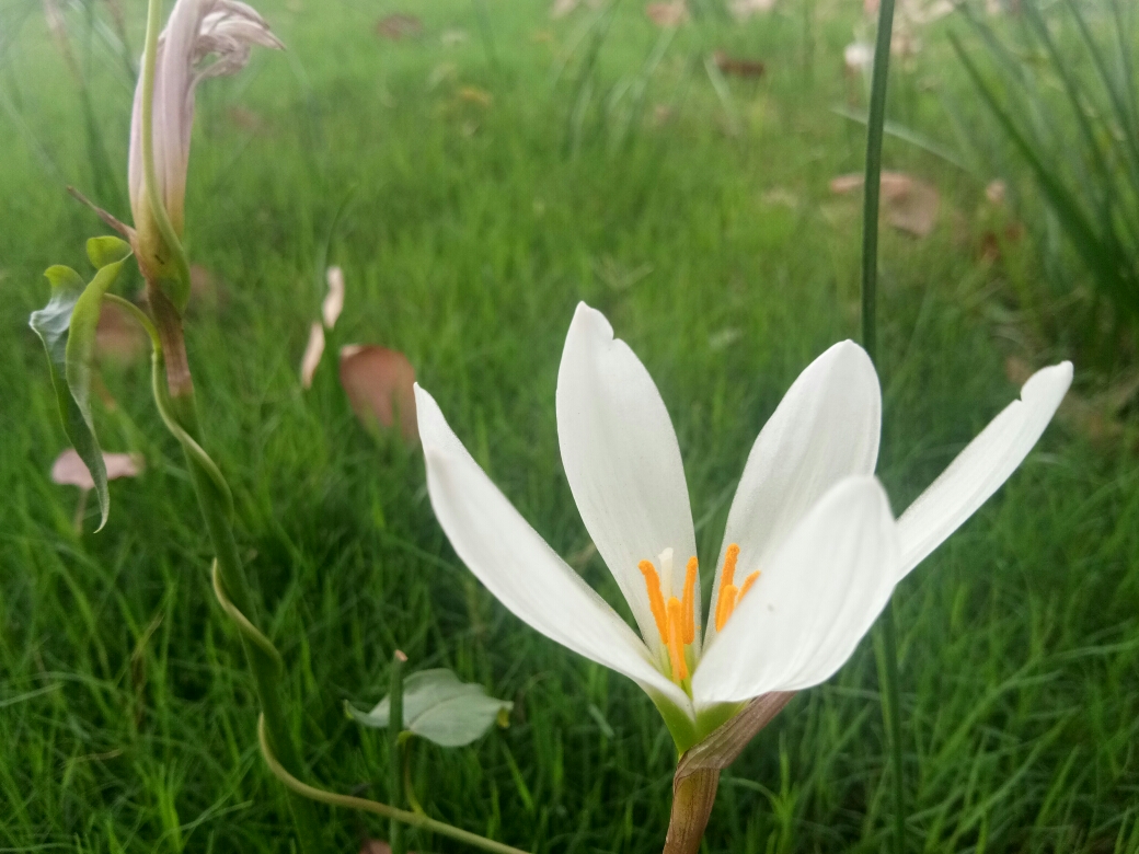 风雨花