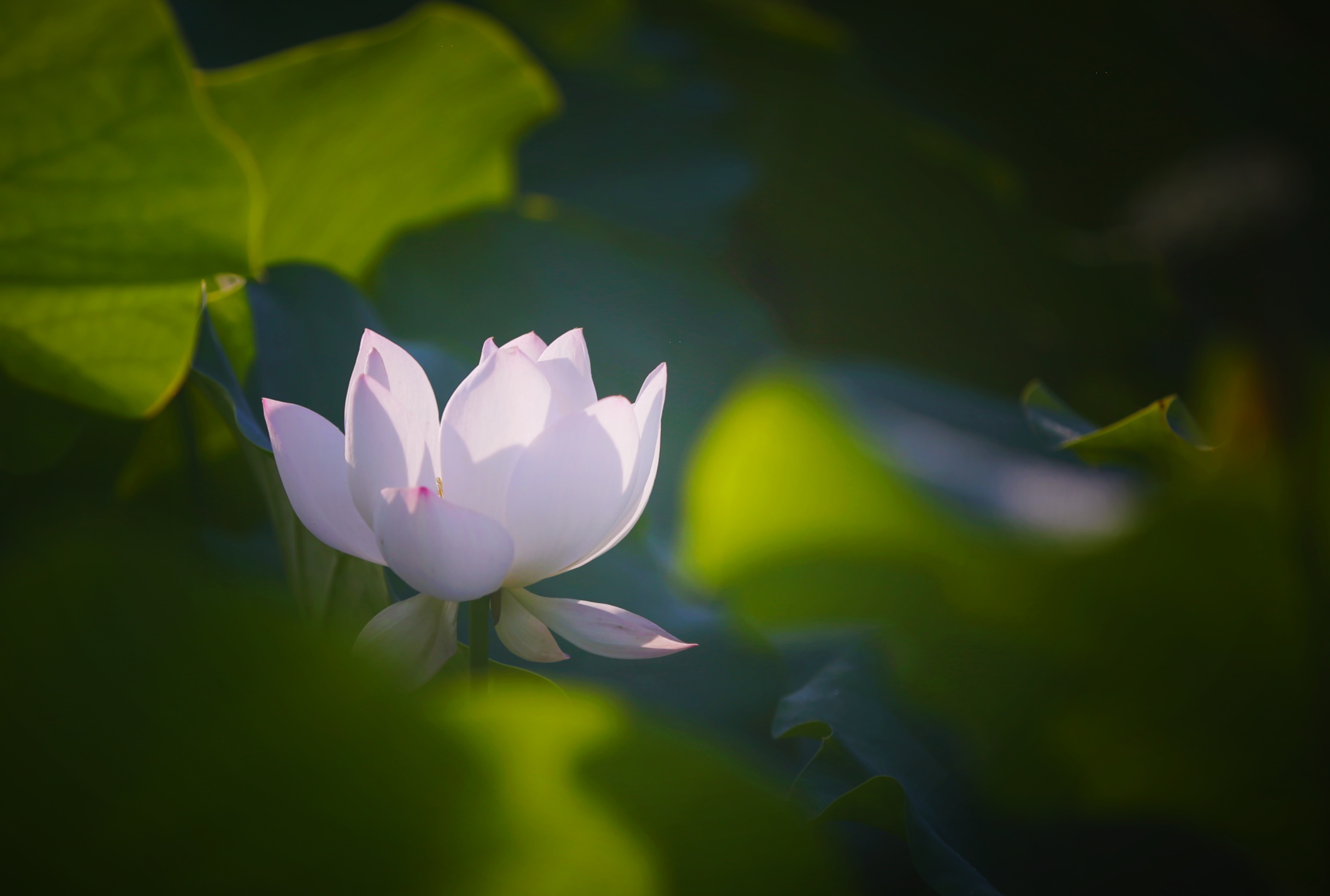 在早晨太阳的照射下,清澈的池塘水与荷花交相辉映,构成了一幅