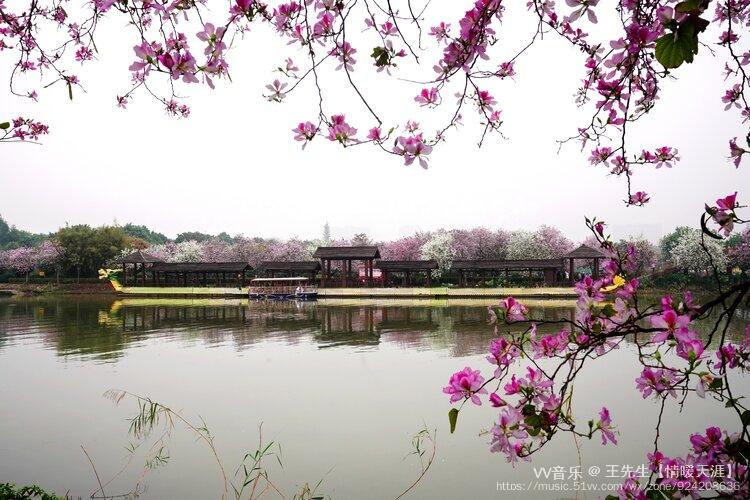 海珠湿地的春天非常美丽……紫荆花在岸边盛开,粉白相间,恍惚间像樱花