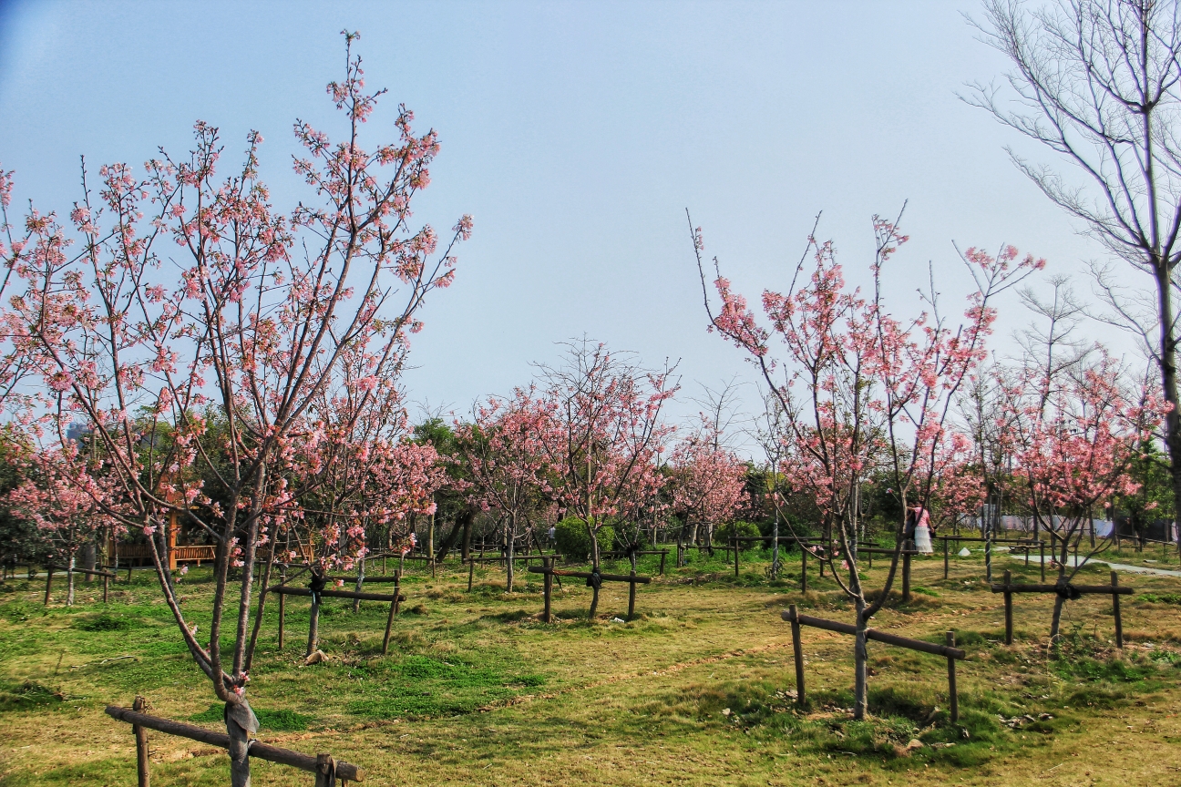 樱花与爱情 (泉州海丝樱花园拍摄花絮)