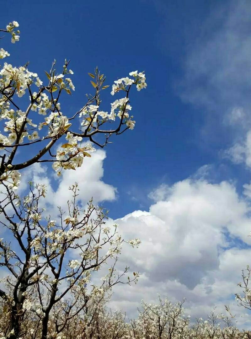 同川梨花