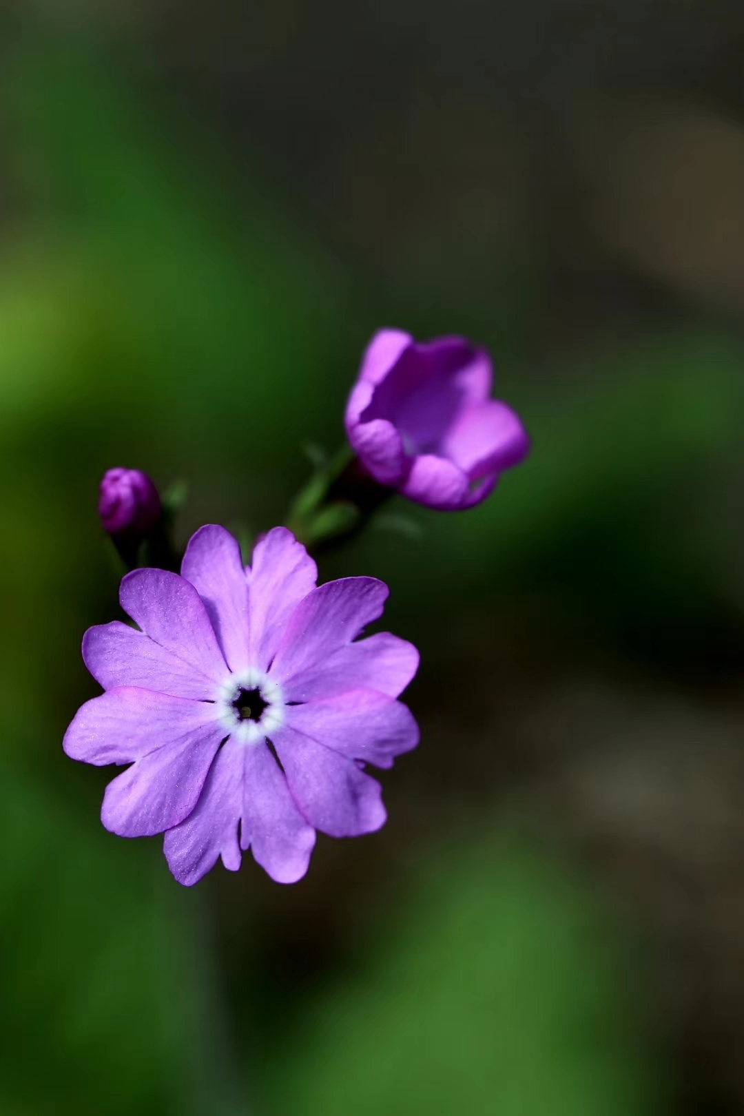 樱草花