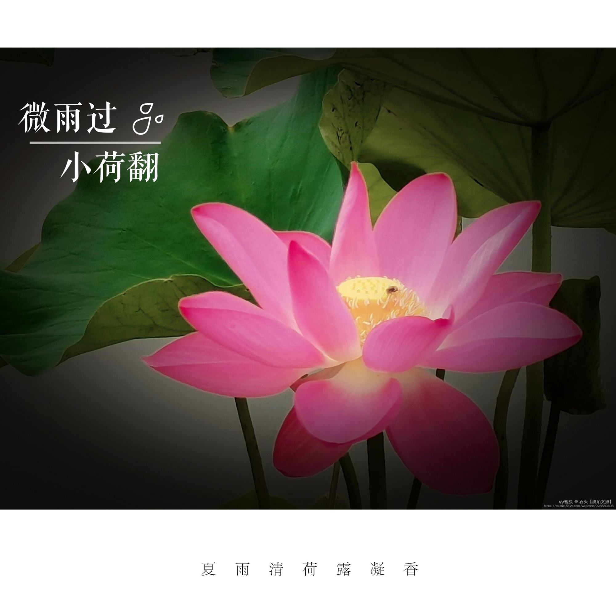 夏荷