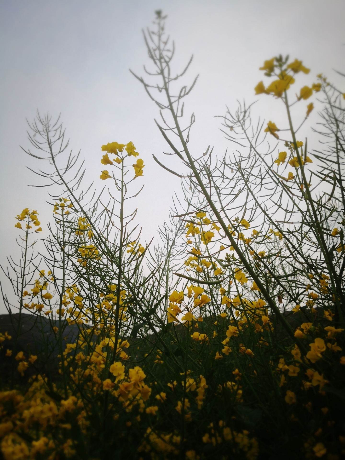 儿童诗歌《油菜花》