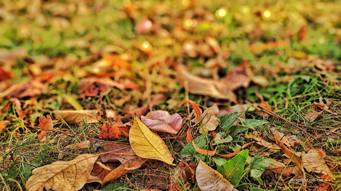 秋天, 有着伤感而清澈的离别, 就像落叶一样的静美.