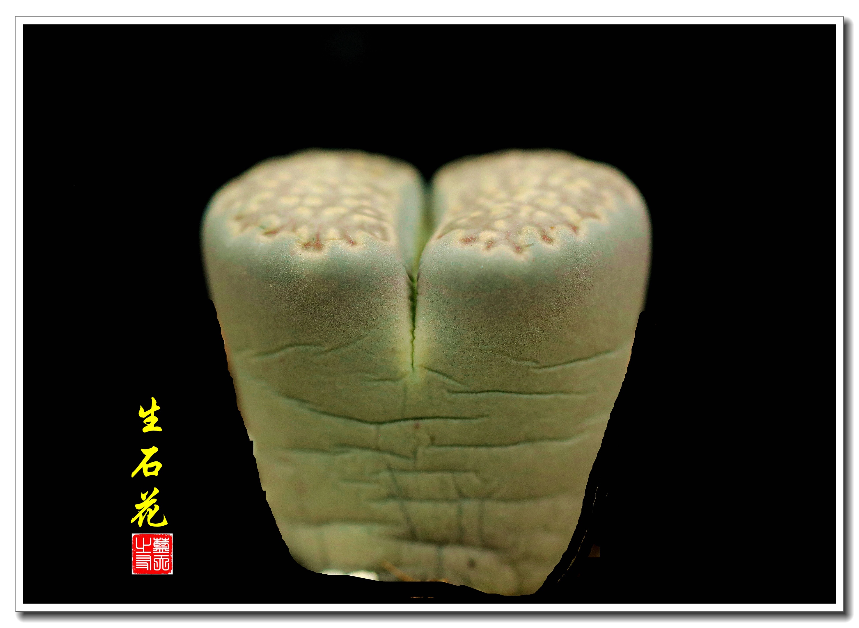 【首发】有生命的石头·石生花