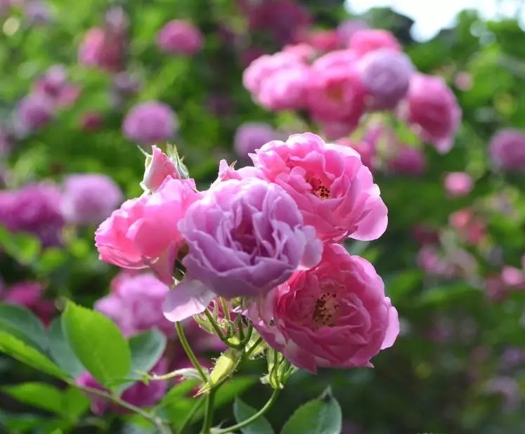 蔷薇花