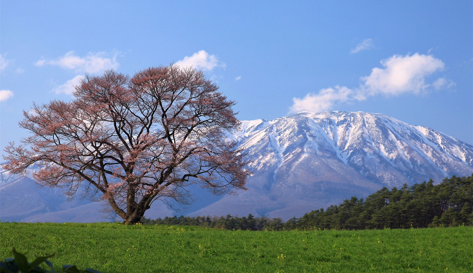 致桃树