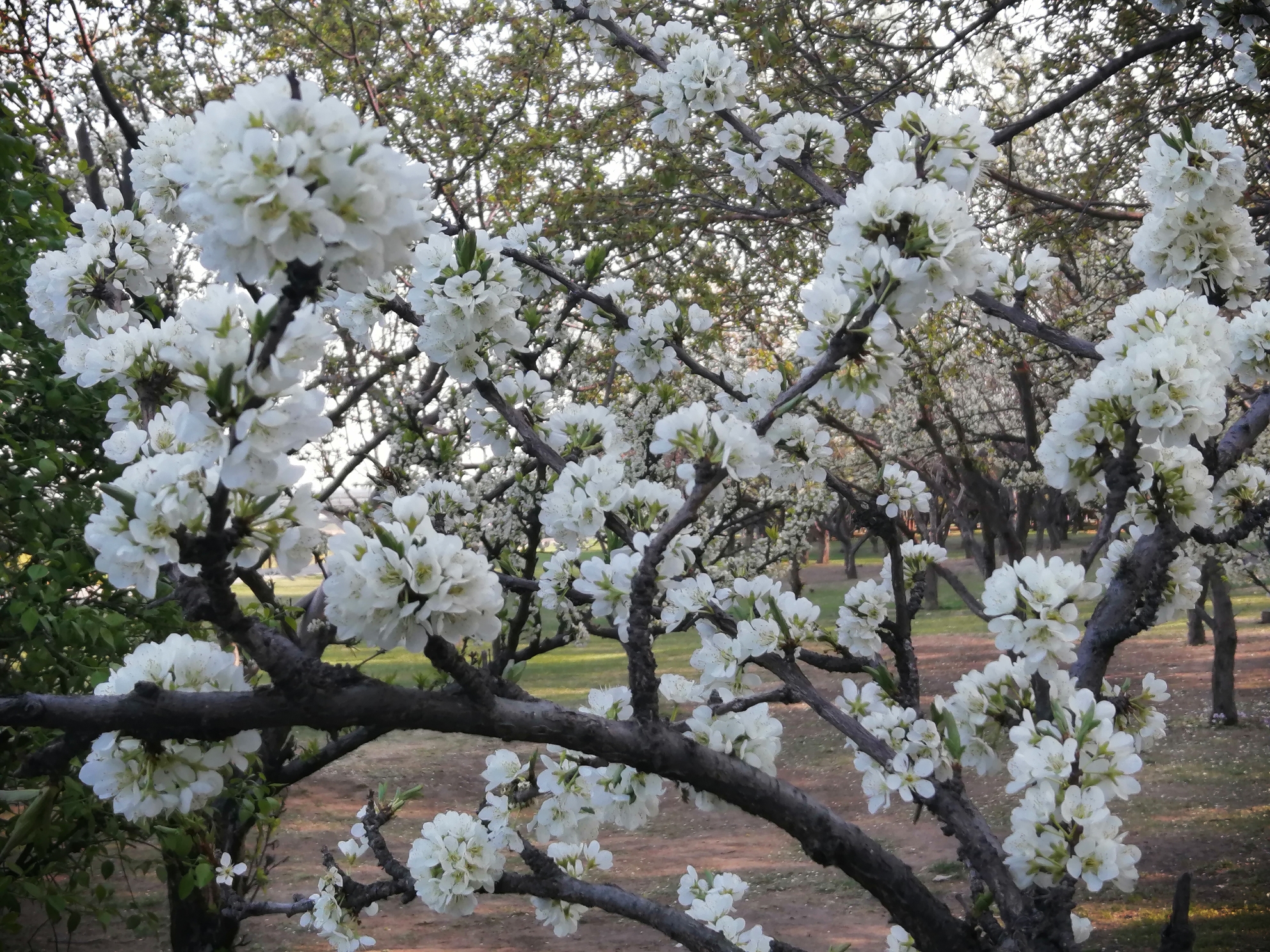 清明时节梨花飞