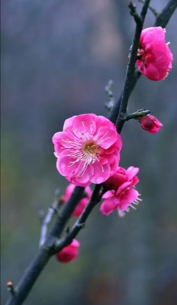梅花三弄