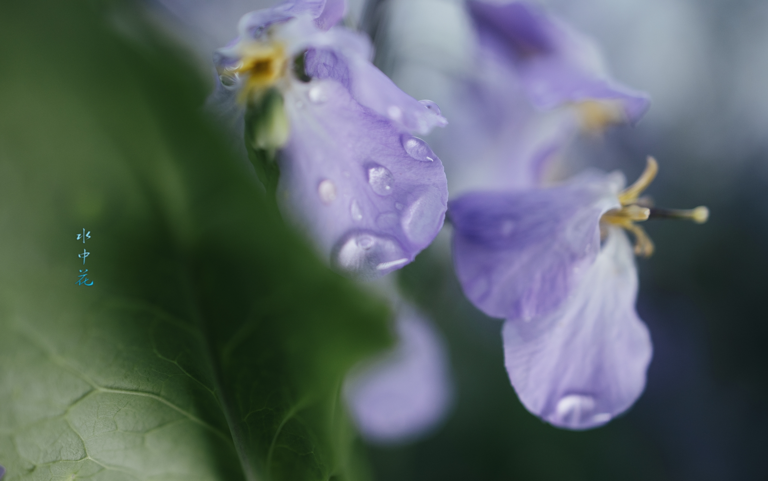 水中花 