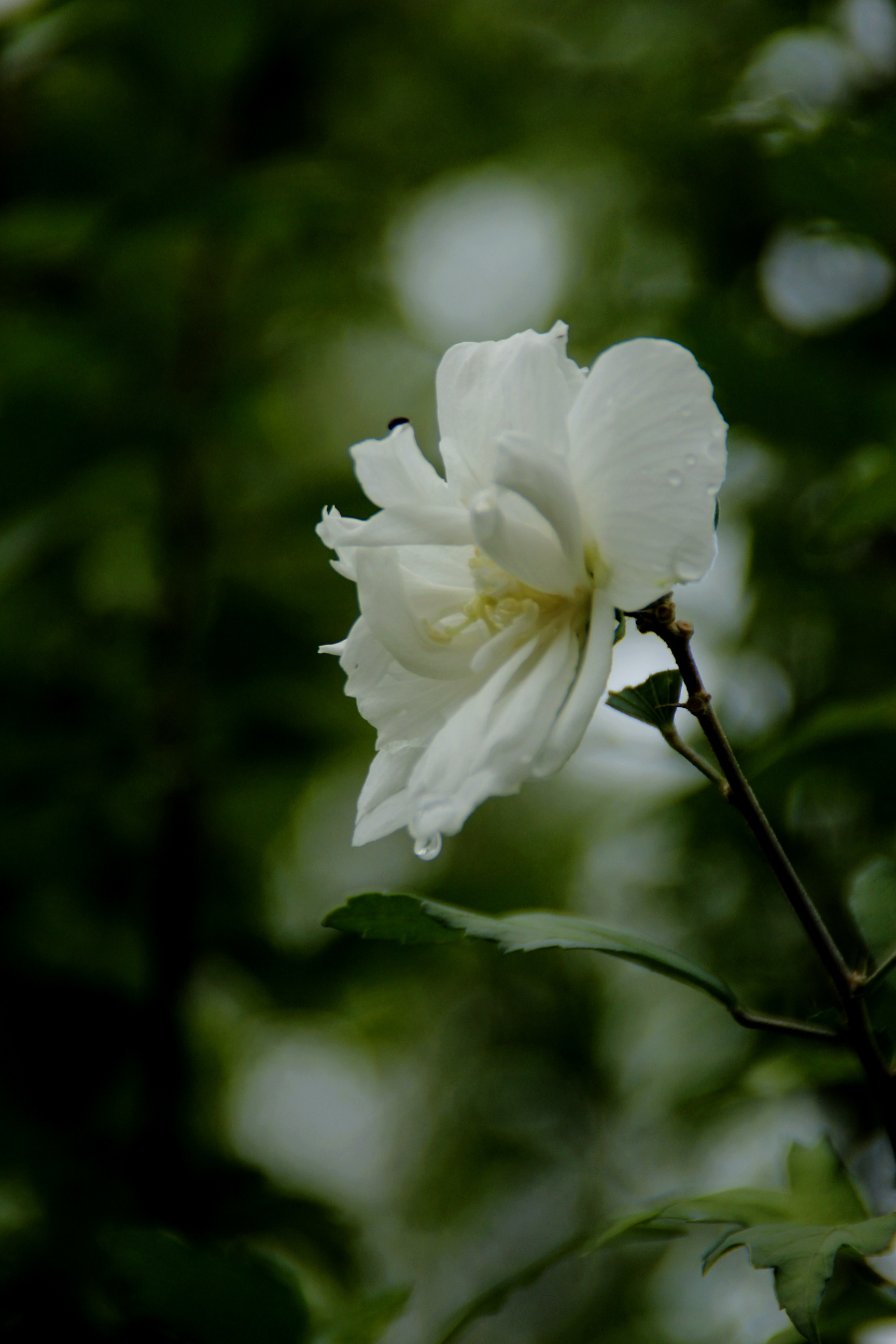 【首发】白色木槿花