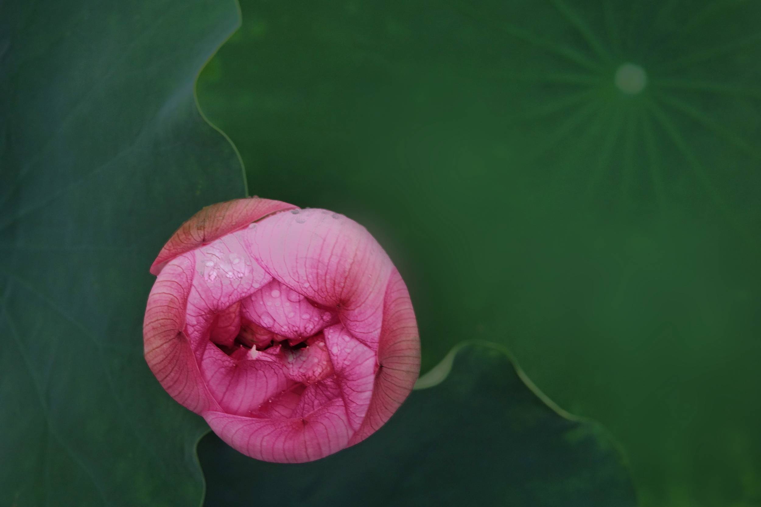 花之精,蕊之髓