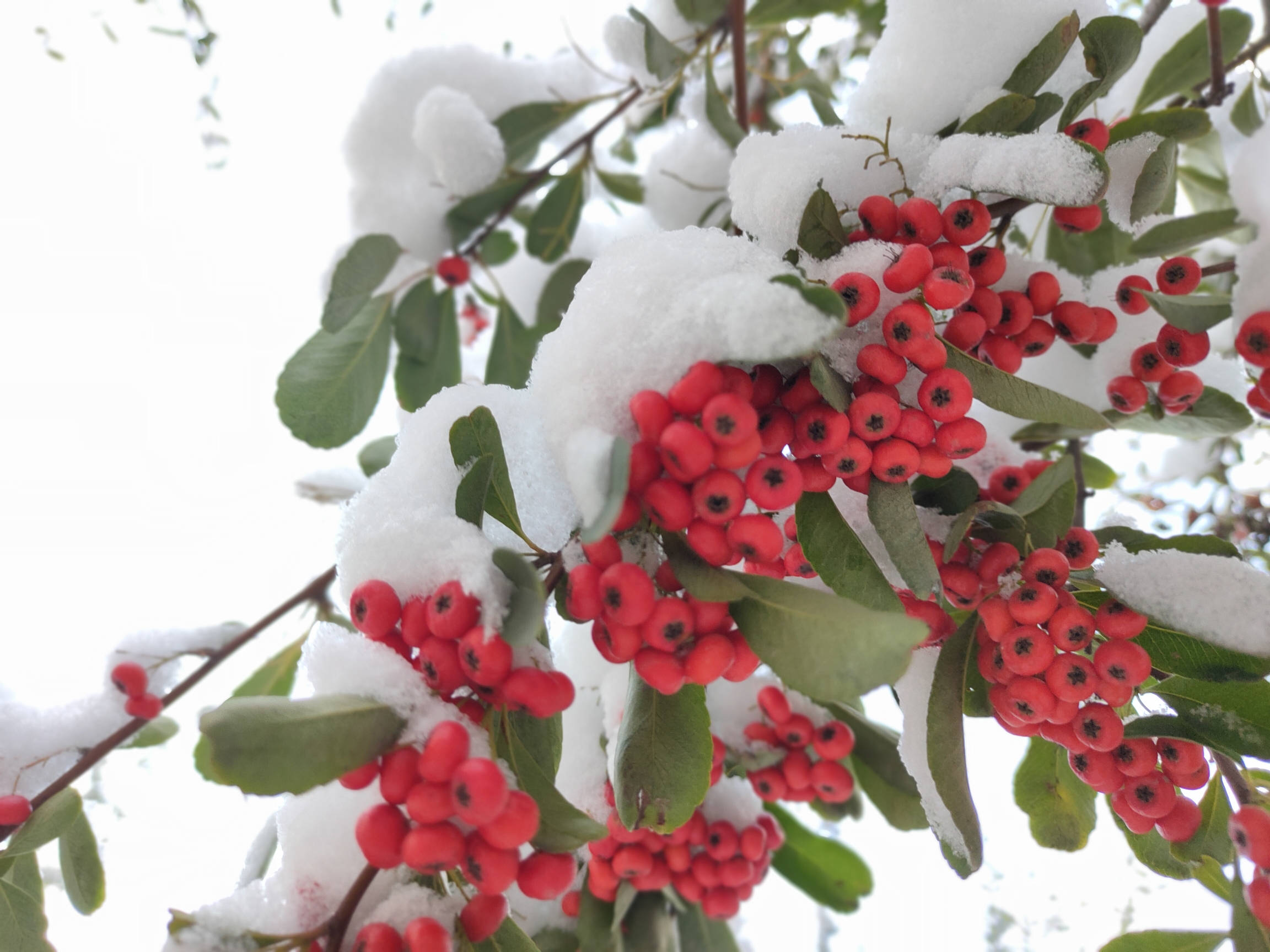 雪落枝头,红色的火棘果和黄色的海棠果掩藏在雪中,像一个个