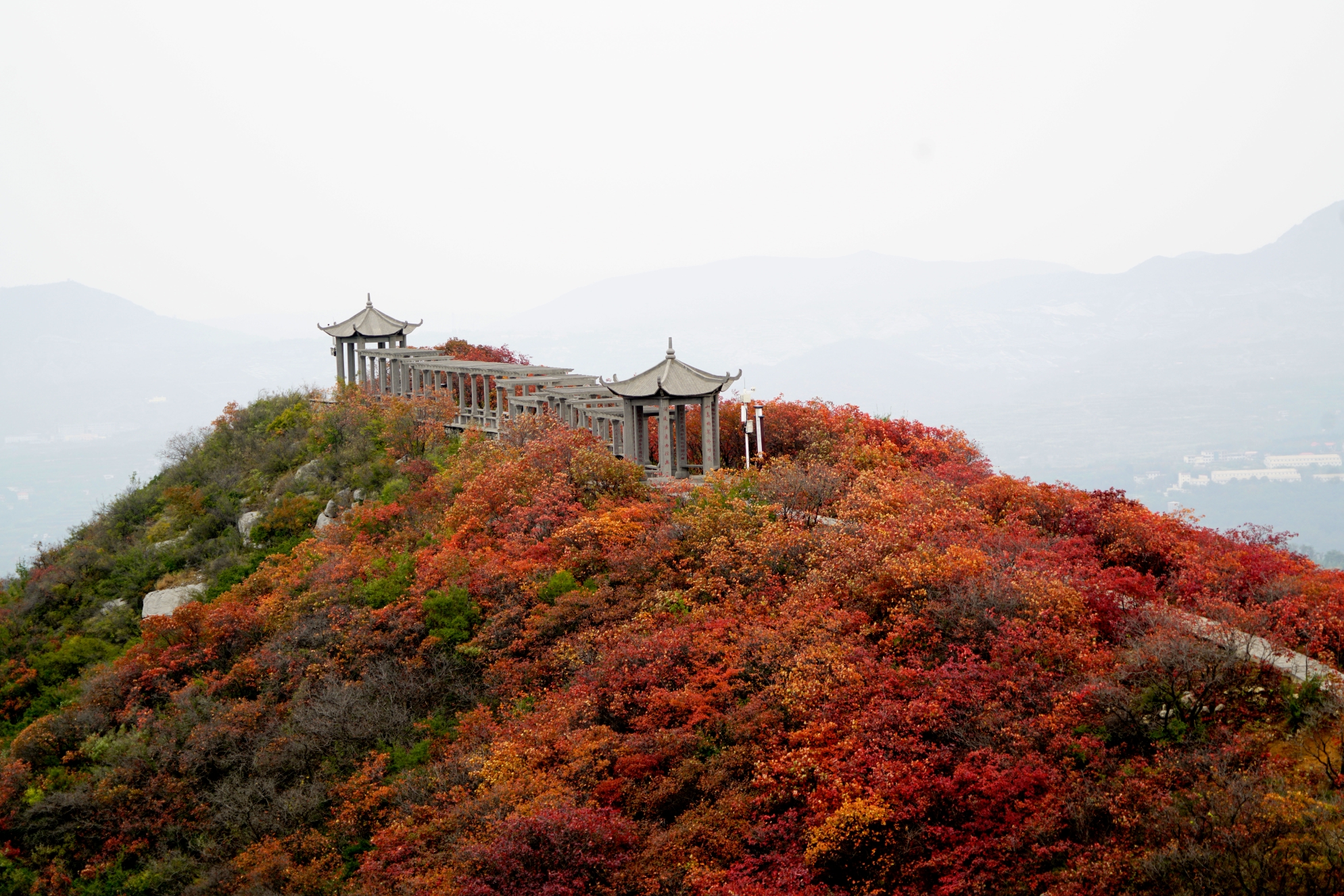 竹林长寿山万木霜天红烂漫