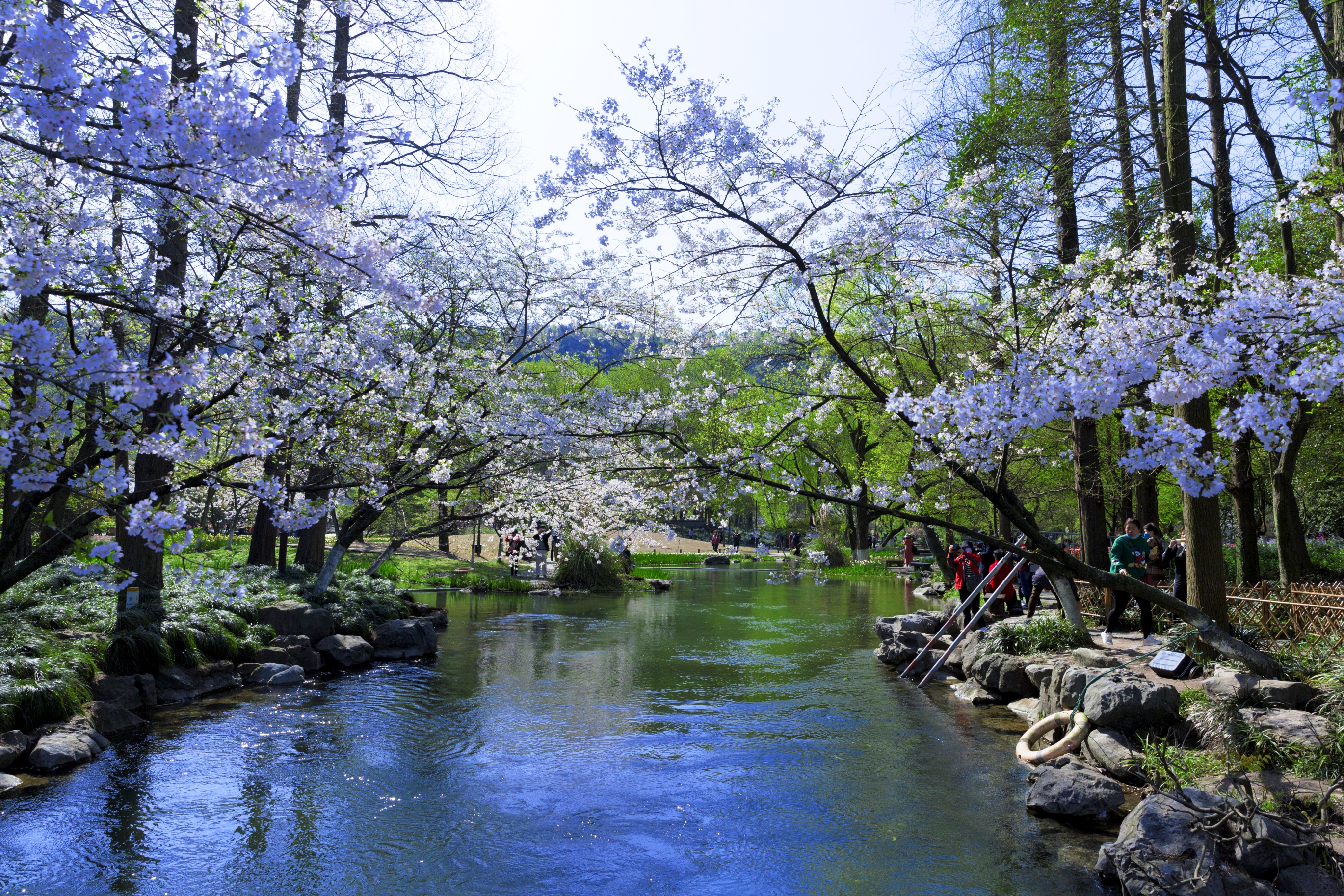 【首发】春日太子湾之樱花季