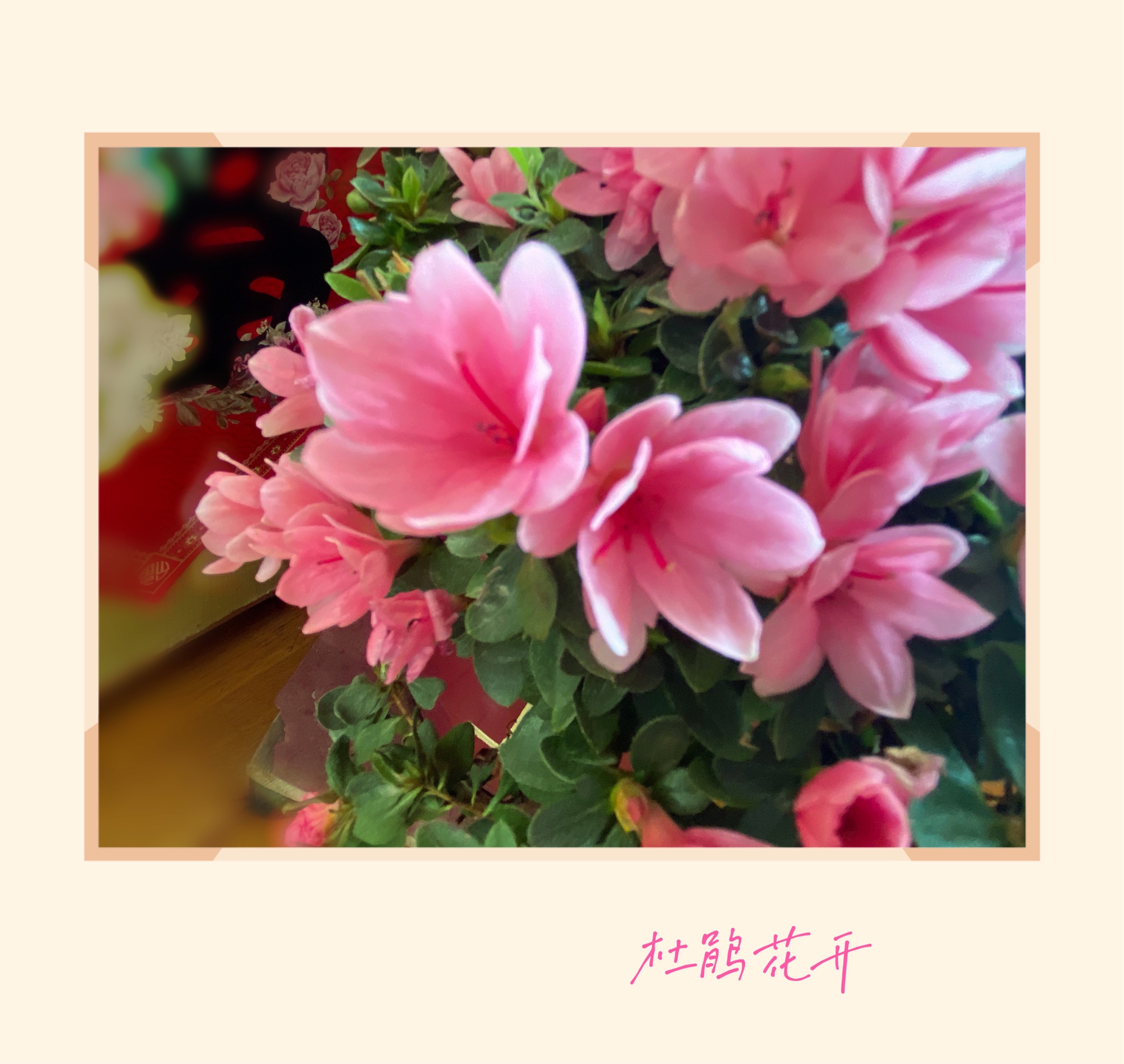 【首发】吉祥的皋月杜鹃