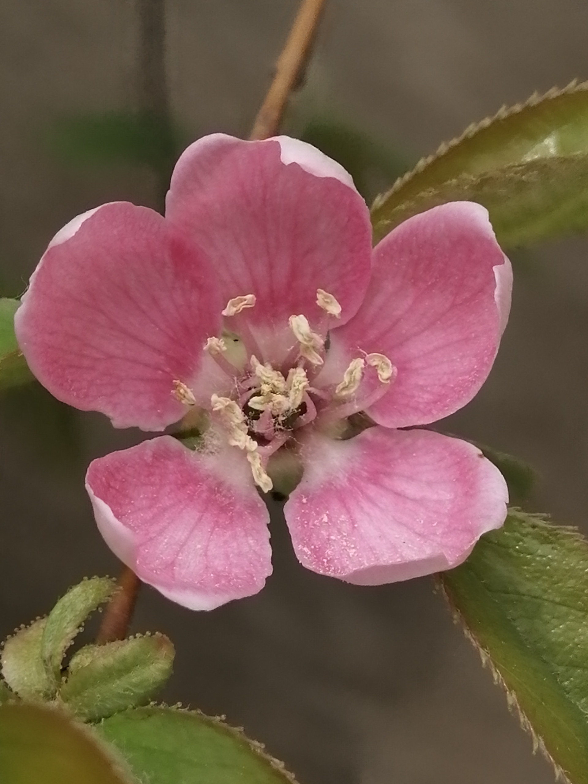 木瓜花