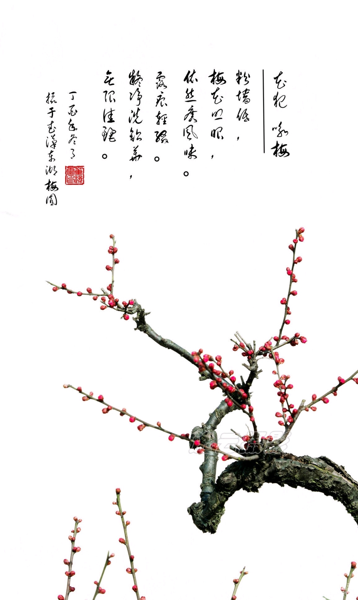 天若有情,天亦老.那得梅花,扑鼻香.一一一梅花三弄