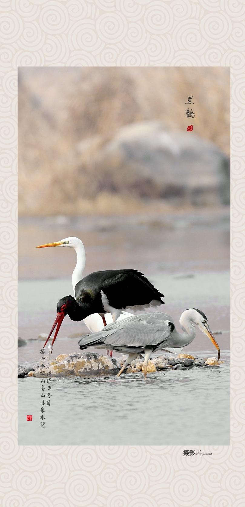 《黑鹳·白鹭》——画意摄影