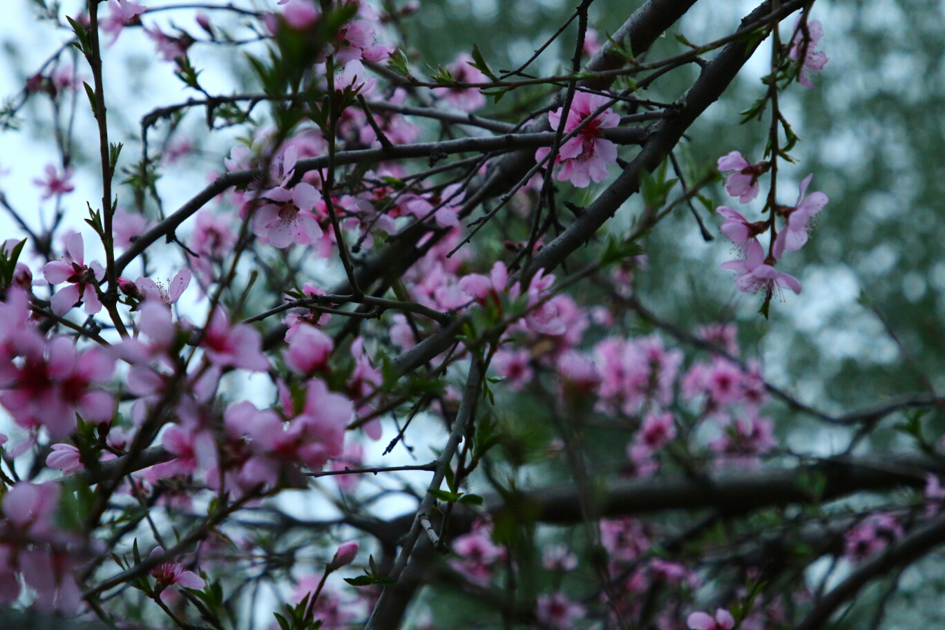 三月桃花雨