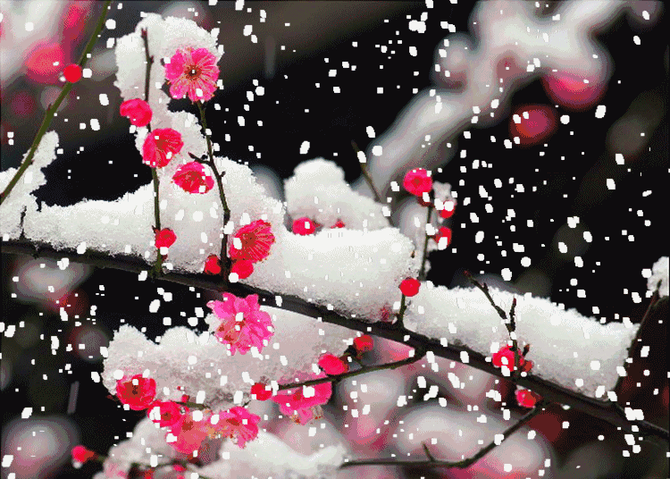 唯独你那里  缺少了一分朱砂梅的清香  于是  我化作一朵雪花  飘到