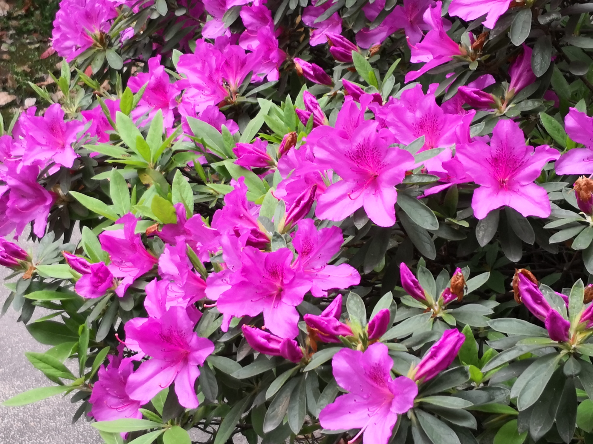 40多种鲜花轮流 盛开,这是杜鹃花(汶川星毛杜鹃  锦绣杜鹃  毛叶杜鹃