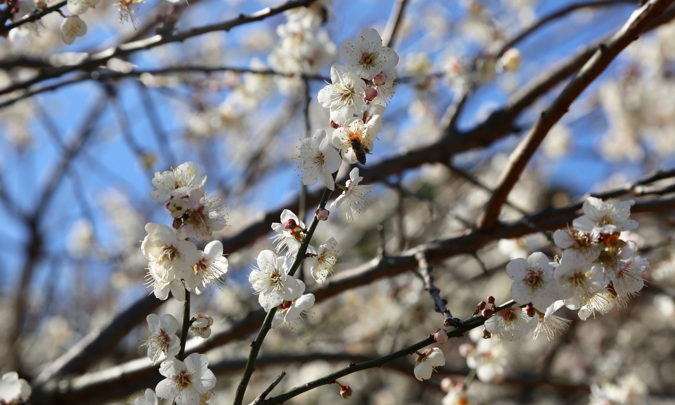 广州从化流溪河梅花节(2021.01.13)
