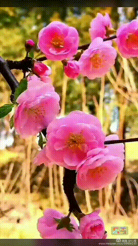 壁纸 花 桌面 270_480 竖版 竖屏 手机 gif 动态图 动图