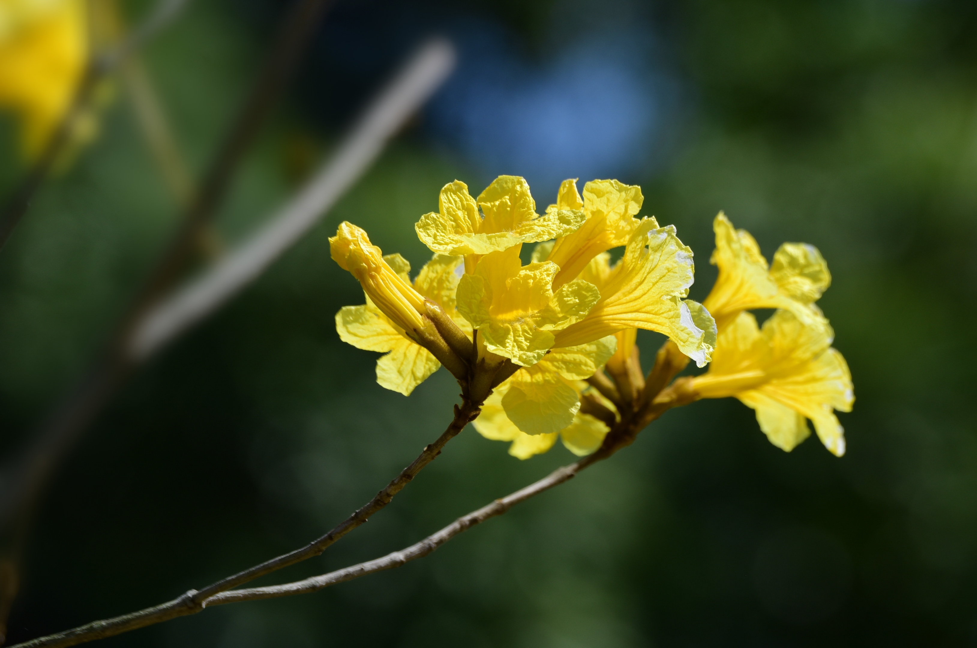 黄花风铃木(首发)