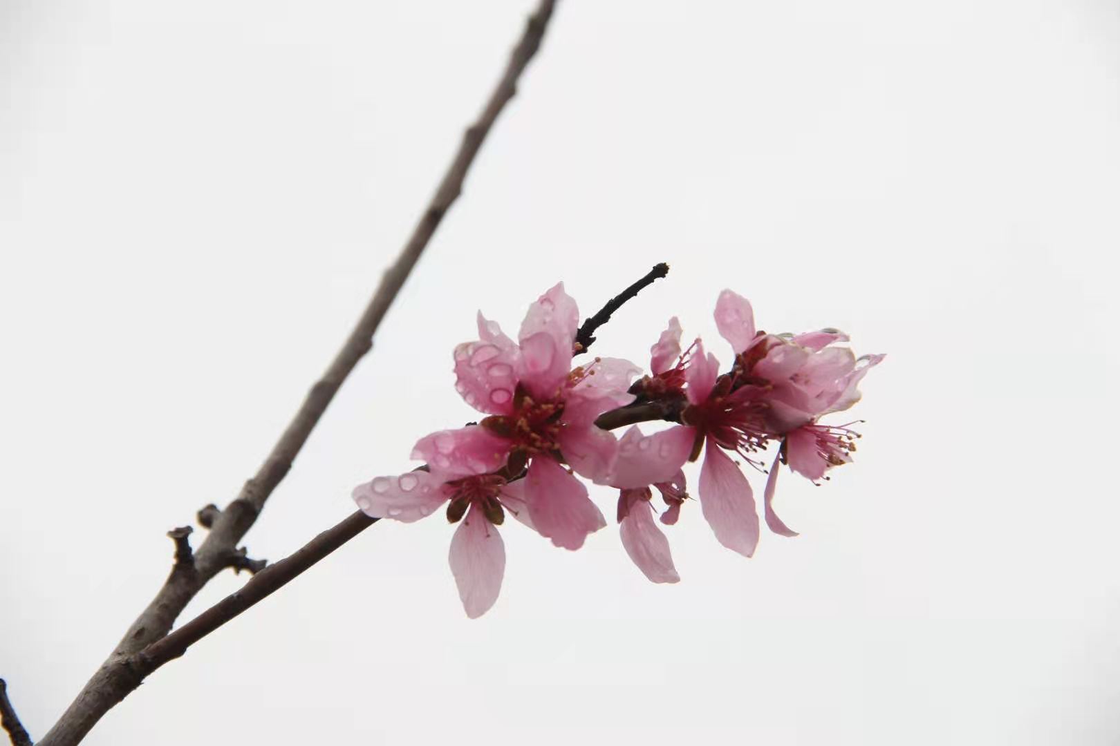 明媚春光去又来 桃花年年开 满山桃花满山爱 三月江南入画来