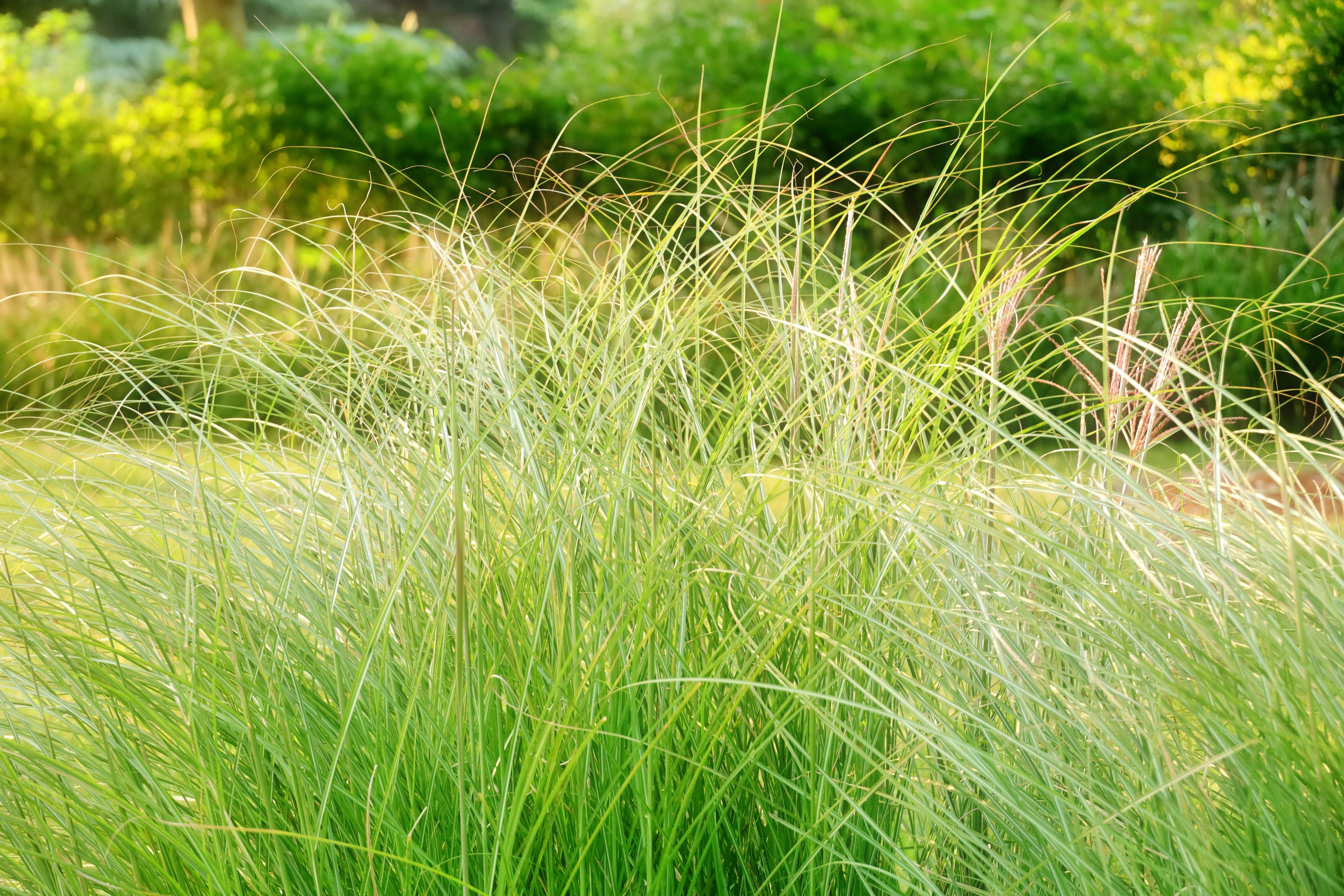 深秋时节赏芒草