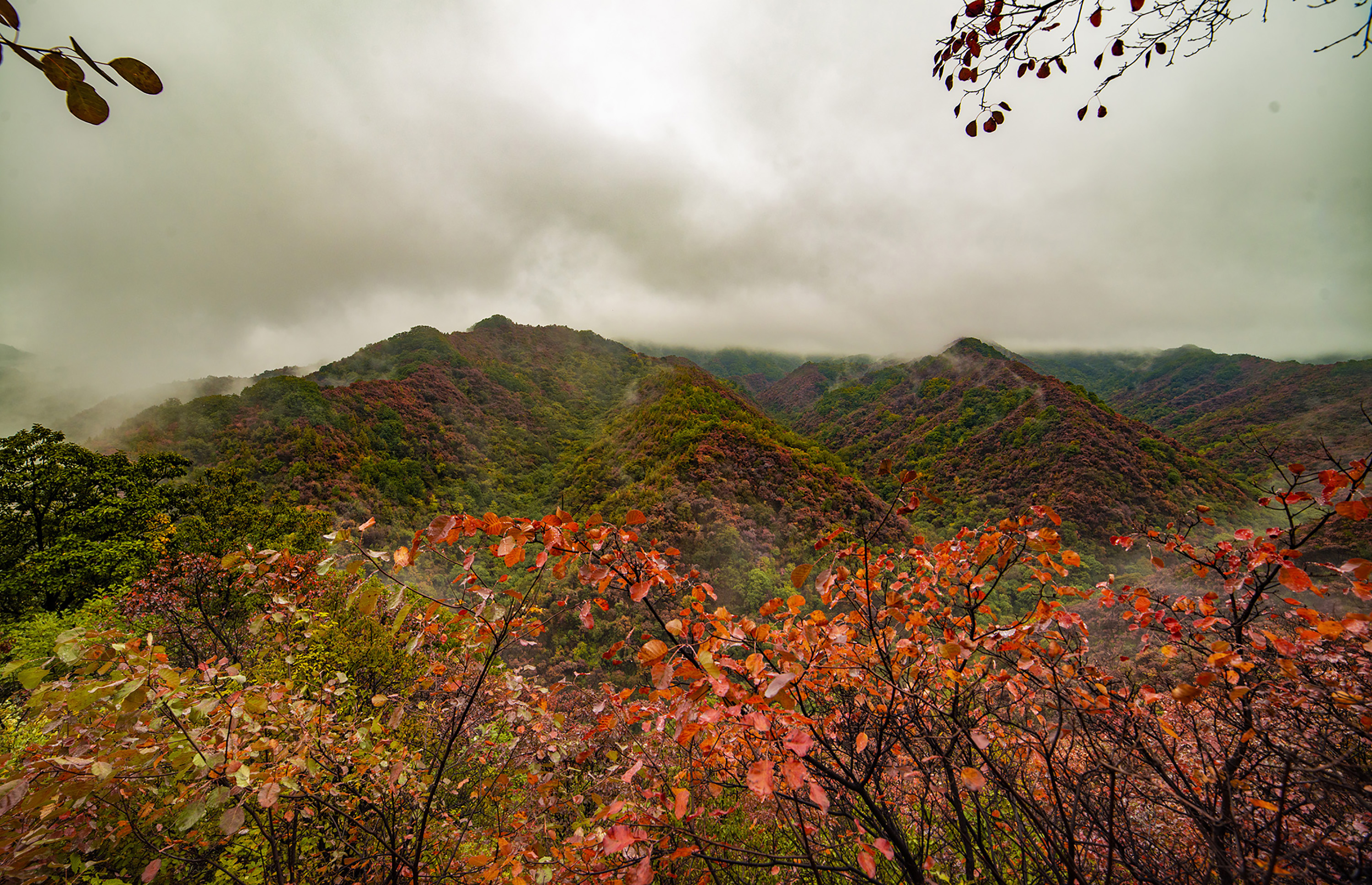 雾锁甘山梦红叶